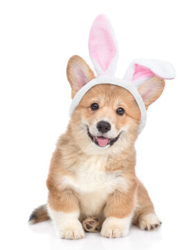 Cute Pembroke Welsh Corgi puppy wearing easter rabbits ears sitting in front view and looking at camera. Isolated on white background
