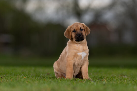 Puppy
