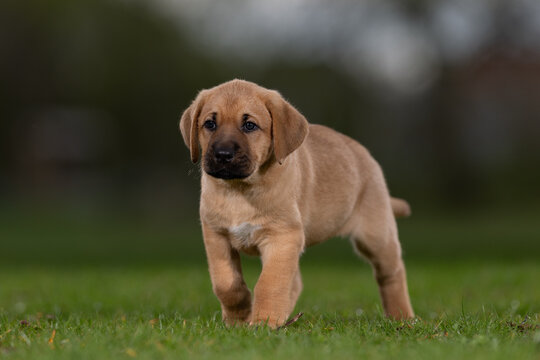 Puppy