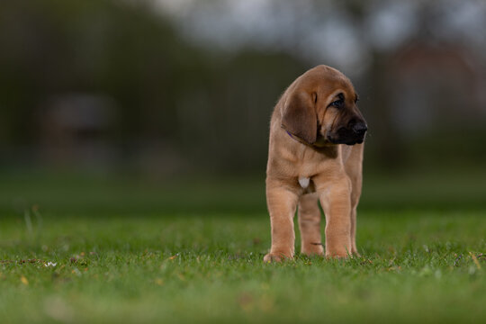Puppy