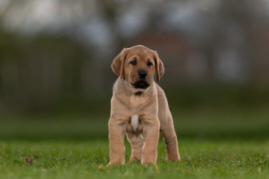 Puppy