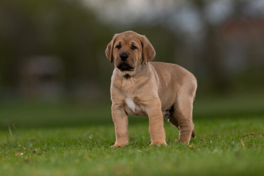 Puppy