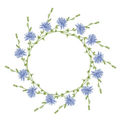 Cornflower chicory wreath watercolor illustration on white background for packaging labels stationery wedding design botanical branding decorative print usage and floral composition  © Alona