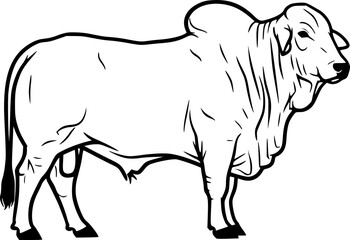 Obraz premium Brahman cow cattle with characteristic hump and loose skin for farm animal breed and agriculture concept – Black and White Vector Illustration