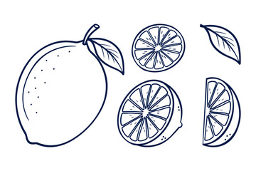 Hand-drawn lemon illustration with slices and leaves - vector art for citrus-themed designs