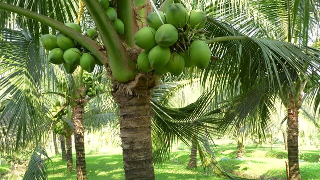 Abundant green coconuts hanging on palm trees in a sunny Vietnamese plantation.