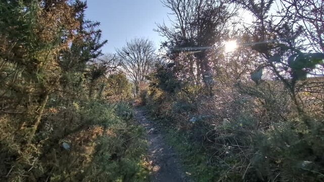 footpath through a gorse bush with light leaks from the sun through the trees
