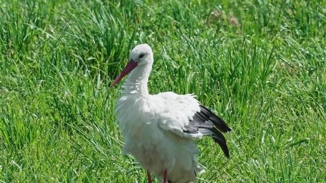 Lithuanian stork in the wild stands on a meadow, preening and fluffing its feathers. Summer sunny day.