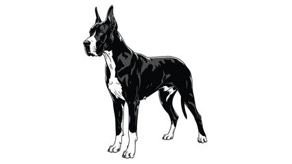 Obraz premium Majestic Harlequin Great Dane Standing Proudly Against a Stark White Background Simple Illustration