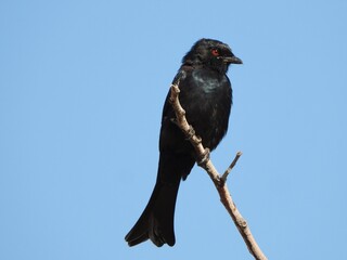 Fork-tailed drongo