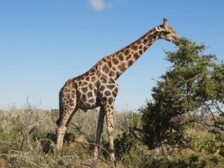 giraffe in the wild