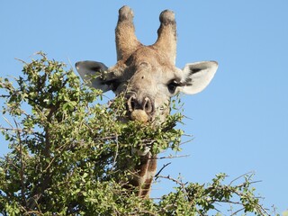 Giraffe feeding on a tree
