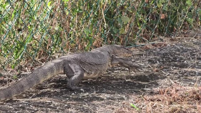 An Asian water monitor (Varanus salvator), one of the most common monitor lizards found throughout South and Southeast Asia. 