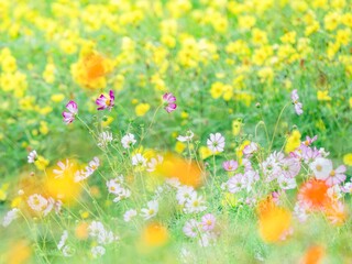 秋の公園や花壇を彩る色とりどりのコスモスが映える爽やかな風景。背景。自然風景素材。