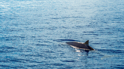 Fototapeta premium Common Bottllenose Dolphin, Tursiops truncatus, Whale Sighting, Atlantic Ocean, Madeira, Portugal, Europe
