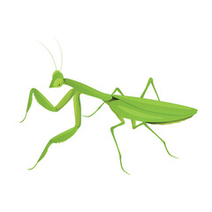Green praying mantis insect on white background vector illustration showing its detailed body structure and limbs in a clear design