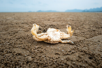 Abstract scene of drought with dead crab on beach after water level decreased at night.