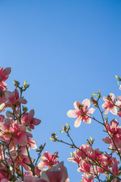 Spring flowering tree. Elegant Branch of pink Magnolia Flowers Against the blue sky. copy space