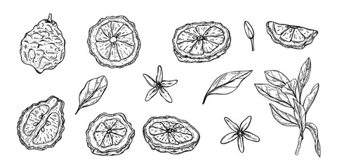 Slice and whole of bergamot, citrus flowers and leafy branch clip art black ink sketch. Monochrome Asian juicy fruit set vector isolated illustration. Kaffir lime for menu, cosmetic packaging