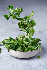 Fresh corn salad leaves flying into bowl © EdienuFoto