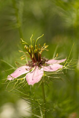Nahaufnahme einer rosafarbenen Schwarzk&uuml;mmelbl&uuml;te vor einem verschwommenem Wiesenhintergrund.