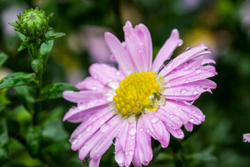 Obraz premium Chrysanthemum purple, garden with raindrops or dew. on a blurred background with bokeh. macro flower photo. screensaver. free space. close-up.