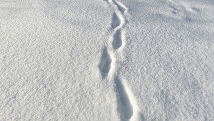 Footprints in Fresh Snow, Winter Path Concept, Minimalist Background with Copy Space, Cold Season Nature Texture