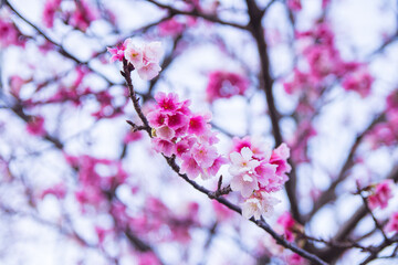 Beautiful cherry blossoms in full bloom