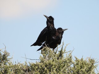 crow on a tree