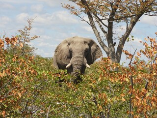 elephant in the wild