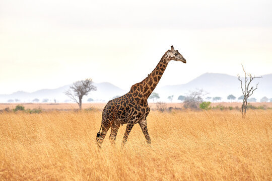 Mikumi Nationalpark Tansania