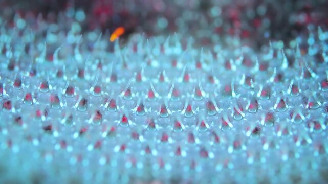 Colony of bryozoans under a microscope. Sometimes they are called Ectoprocta. Sea of Okhotsk. Under ultraviolet light.