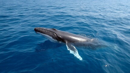 Fototapeta premium A majestic humpback whale surfaces in the clear blue ocean showcasing its powerful form against the tranquil water