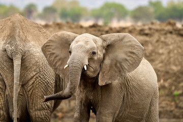 Mikumi Nationalpark Tansania