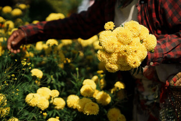 A close-up of a farmer&rsquo;s hand gently harvesting vibrant orange marigold flowers in a rural garden. 