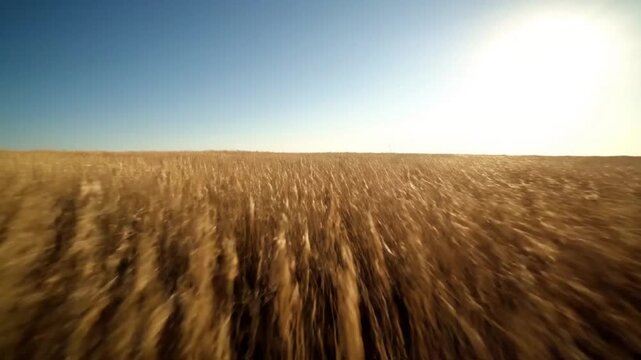 Wide shot of expansive prairie under wind An establishing shot of a vast, undulating prairie landscape at golden hour, where an entire field of tall, dry grasses visibly moves and rustles in the