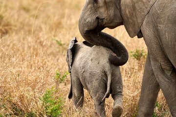 Mikumi Nationalpark Tansania © Rocco