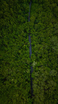 Aerial view of a thin, dark road slicing through the dense, vibrant green rainforest canopy along Cape Tribulation Road, Cape Tribulation, Queensland, Australia.
