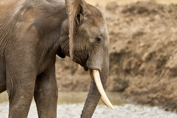 Fototapeta premium Mikumi Nationalpark Tansania