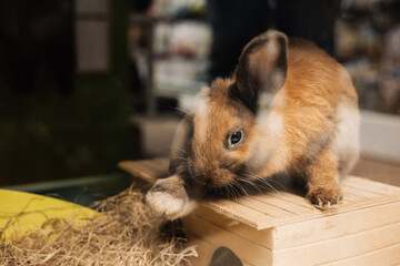 Obraz premium A cute brown lop-eared bunny sitting on a small wooden house roof. Easter animals theme. Domestic rodent animal indoors.