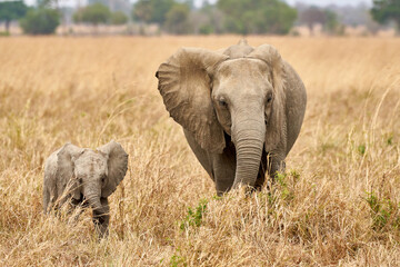 Mikumi Nationalpark Tansania © Rocco