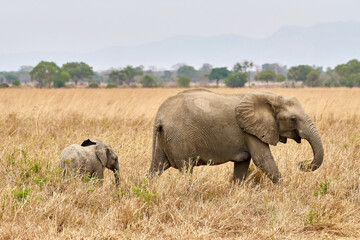 Mikumi Nationalpark Tansania