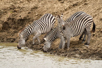 Mikumi Nationalpark Tansania