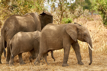 Mikumi Nationalpark Tansania