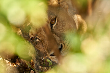 Mikumi Nationalpark Tansania