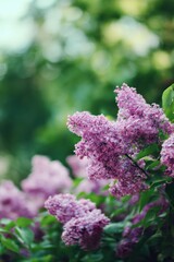 Obraz premium Lush purple lilac blossoms in bloom against a green foliage background