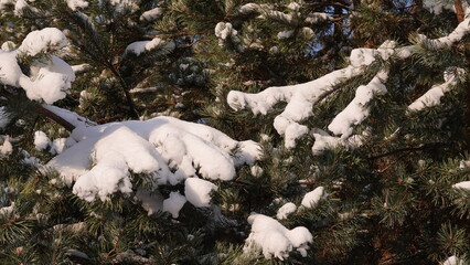 Zielone konary sosny z widocznymi igłami przykryte grubą warstwą białego śniegu.  © tomo81