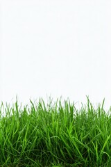 Fototapeta premium Lush green grass against clear sky background