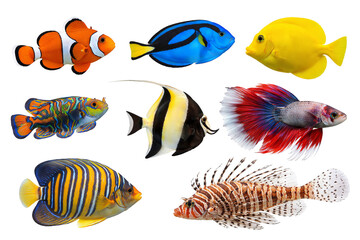 Png collection of colorful tropical fish isolated on transparent background. concept of marine life, aquarium decoration, exotic ocean creatures, vibrant fish illustration