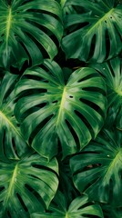 Fototapeta premium Close-up of vibrant Monstera leaves creating a lush, tropical texture 